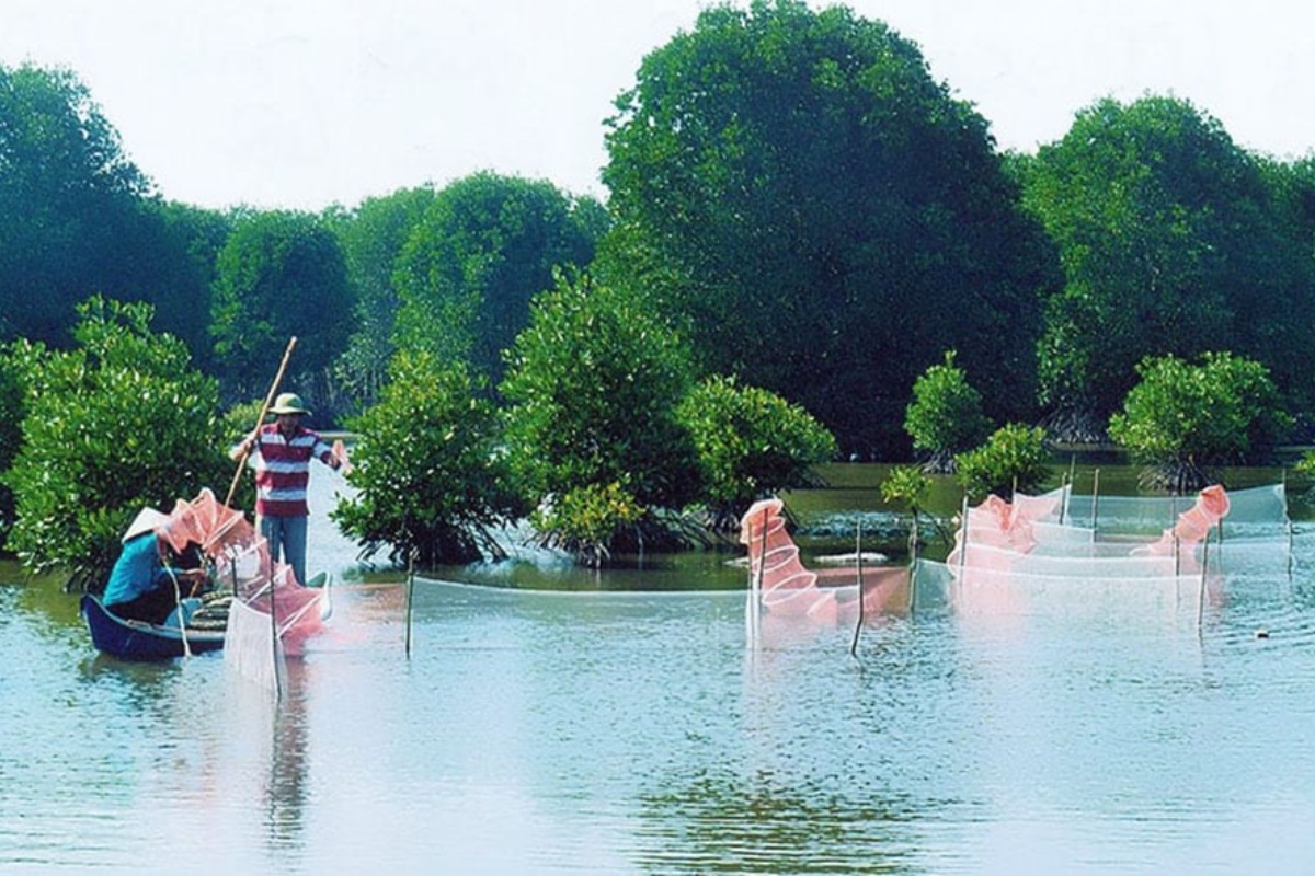 Mô hình nuôi tôm kết hợp rừng ngập mặn từ lâu được ca ngợi là hướng đi bền vững