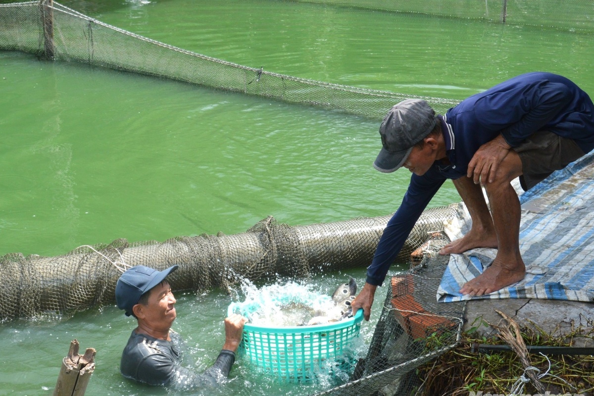 Cá thát lát cườm bố mẹ được vuốt lấy trứng sản xuất cá giống nhân tạo