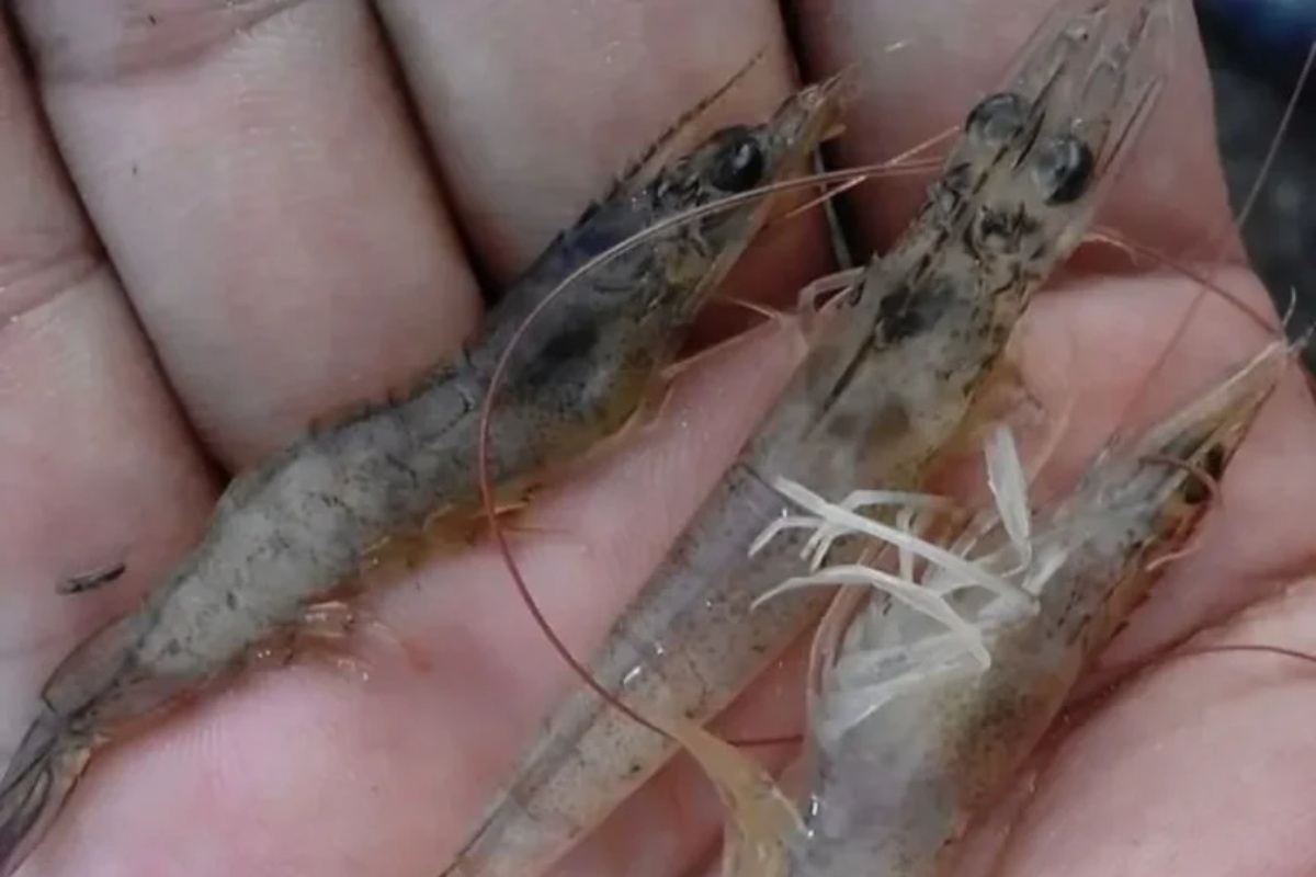 Tôm nhiễm EHP – kẻ thù vô hình gây thiệt hại nặng nề