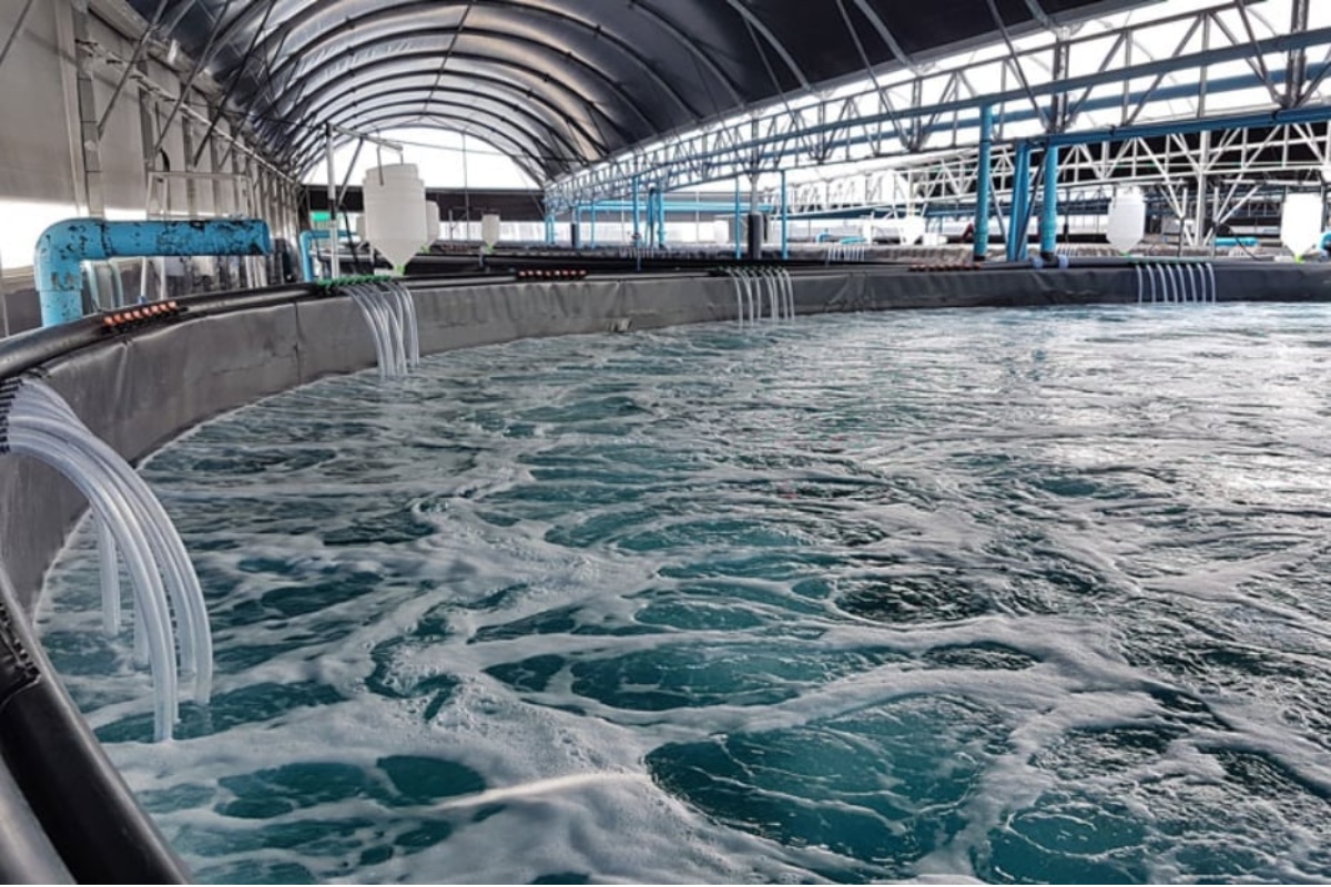 Mô hình nuôi tôm theo công nghệ RAS