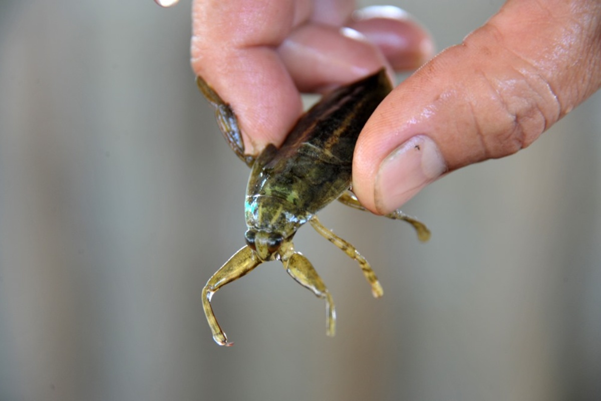 Nuôi cà cuống không chỉ đề bảo tồn mà còn hướng đến giá trị thương phẩm