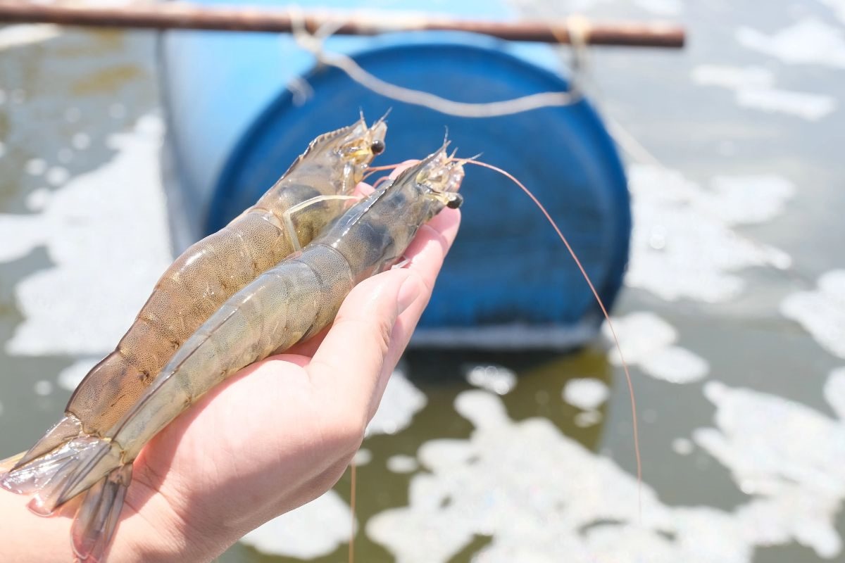 Râu tôm có thể nói lên nhiều điều về sức khoẻ tôm