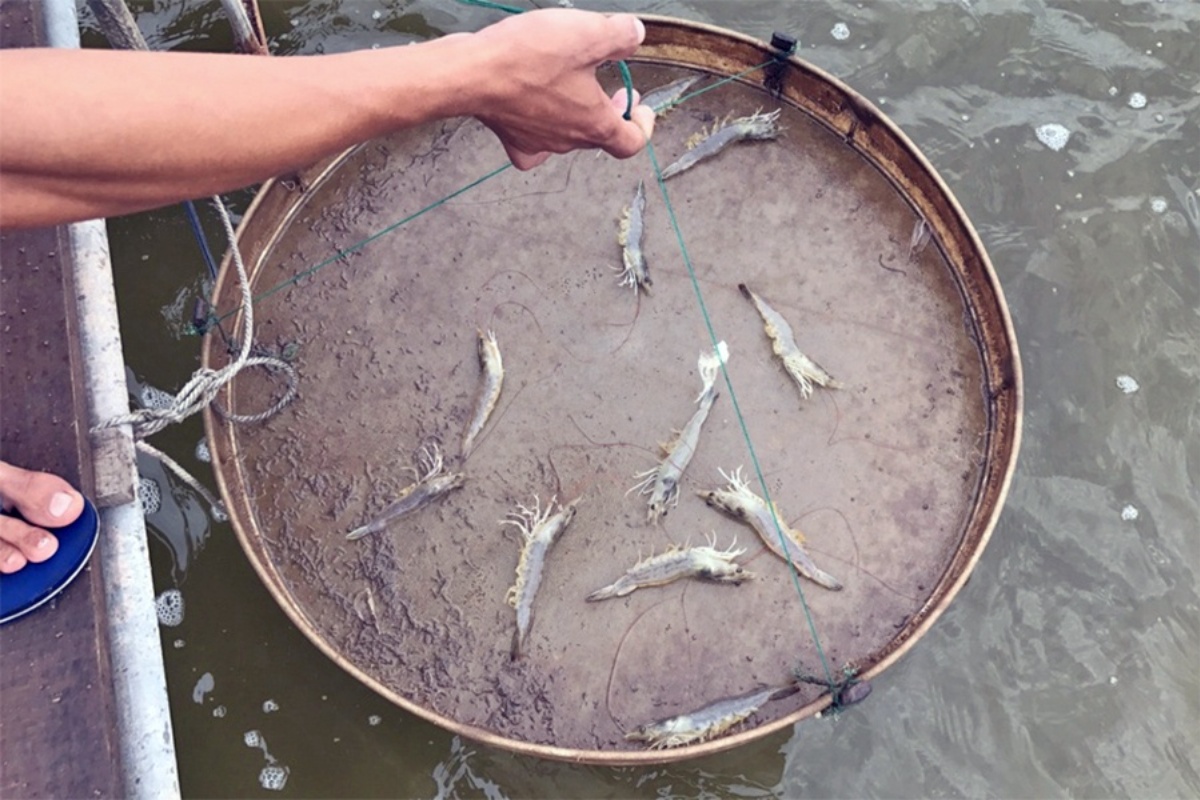 Tôm chết trong nhá là hiện tượng cần lưu ý trong nuôi tôm