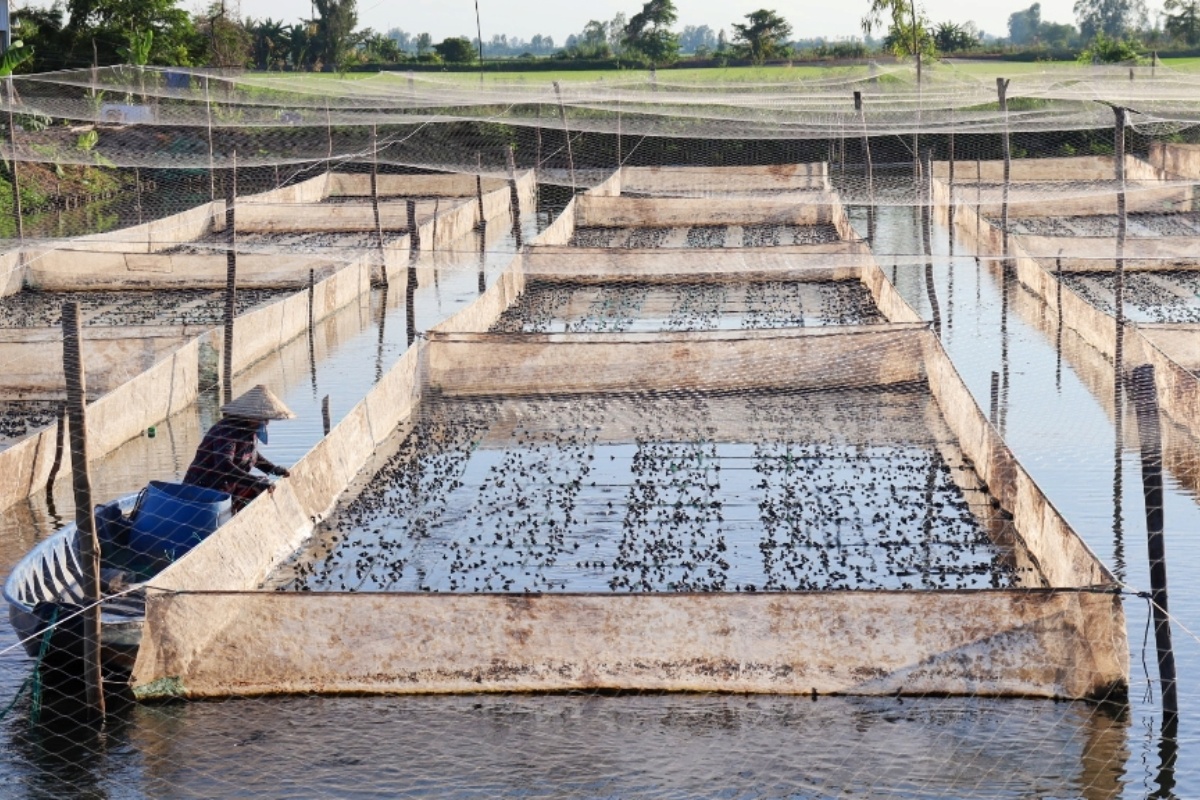 Mô hình kết hợp ếch - cá rô phi