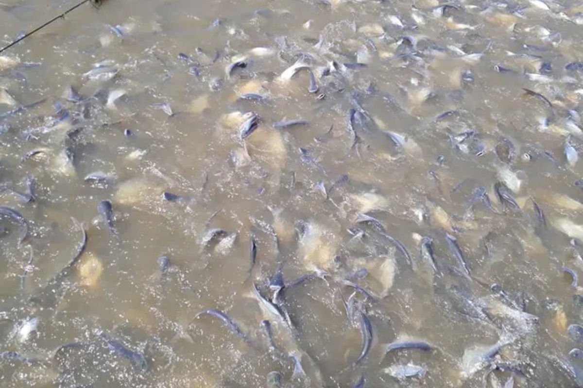Bên dưới mặt nước ao nuôi cá là lớp bùn đáy chứa đựng nhiều rủi ro