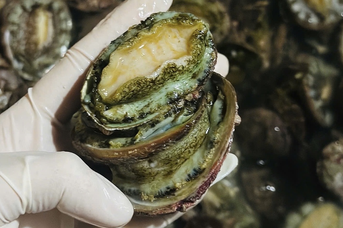 Bào ngư từ lâu đã là món hải sản giá trị cao