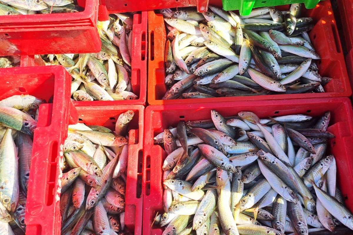 Cá nục bán tại cảng Cửa Việt, tỉnh Quảng Trị