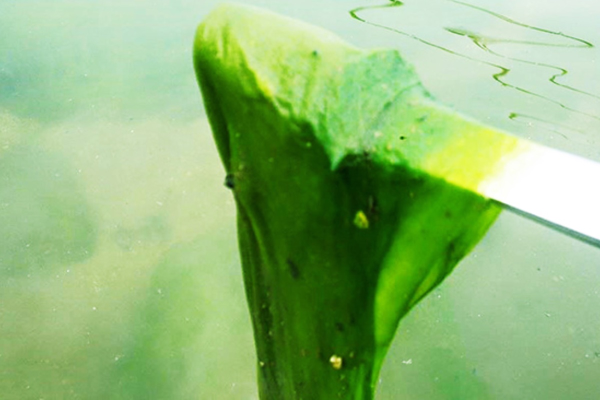 Tảo lam xuất hiện trong nước ao tôm
