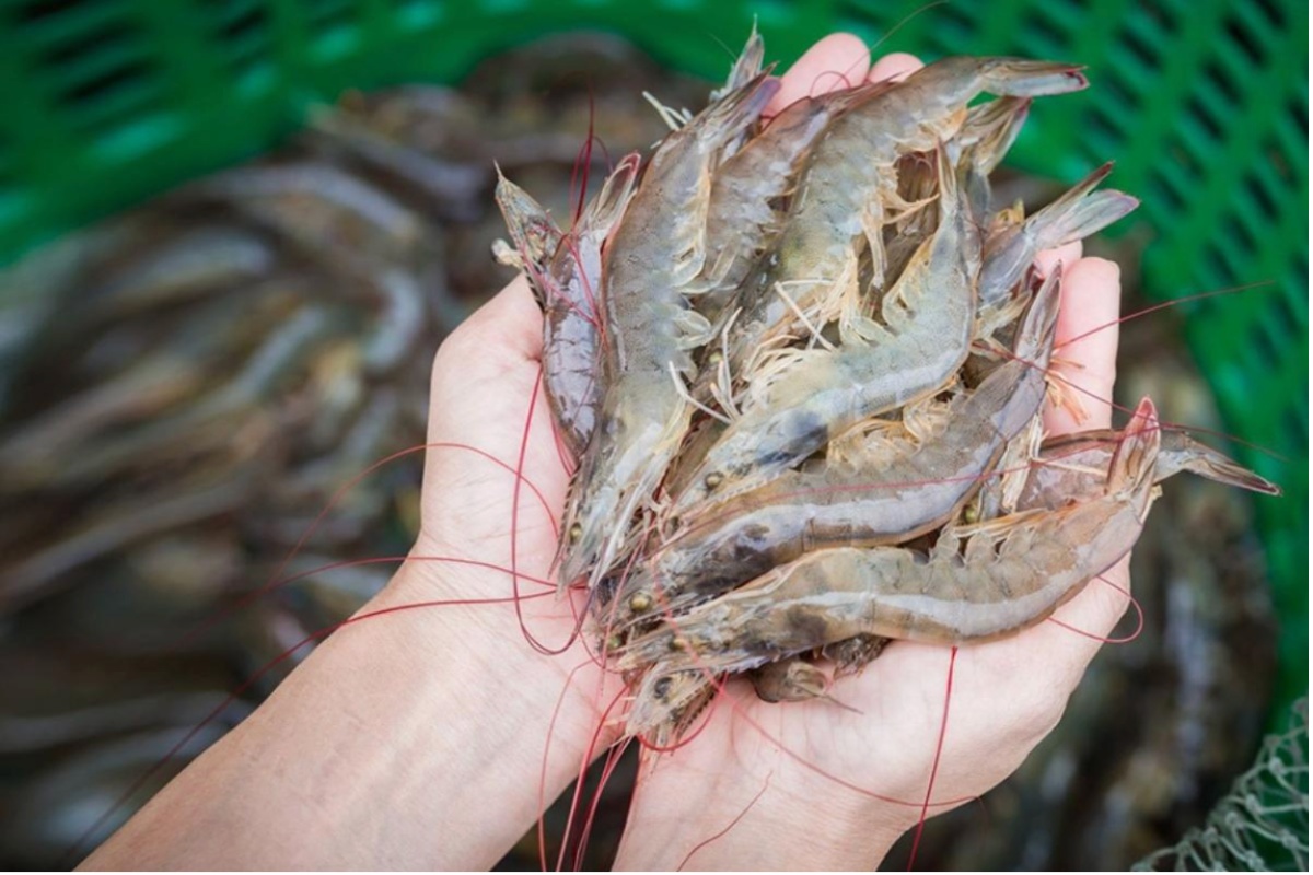 Hiểu rõ cơ chế thèm ăn giúp tôm lớn nhanh, khỏe mạnh và hạn chế dịch bệnh