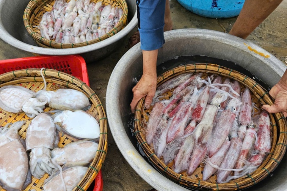 Mực là 1 trong những loài hải sản được ưa chuộng nhất