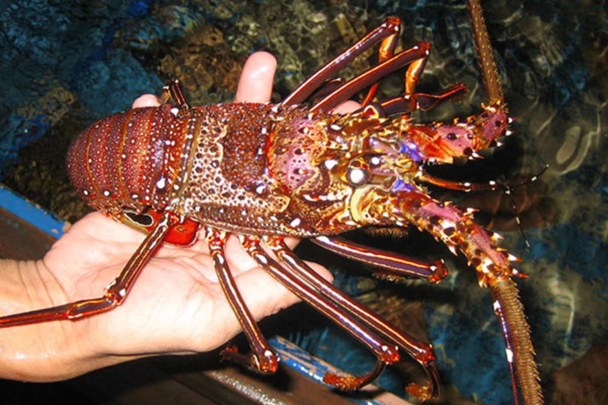 Tôm hùm đỏ Việt Nam