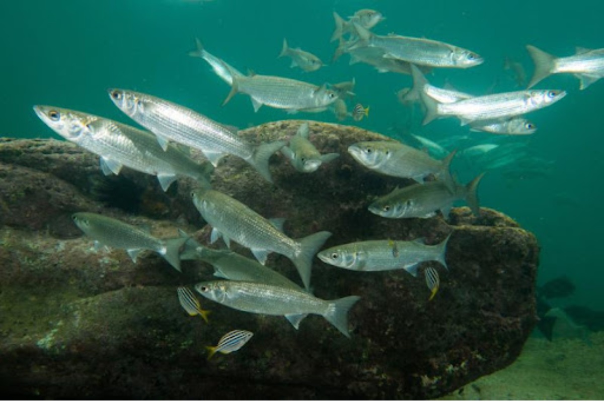 Cá đối kết hợp nuôi trong ao tôm