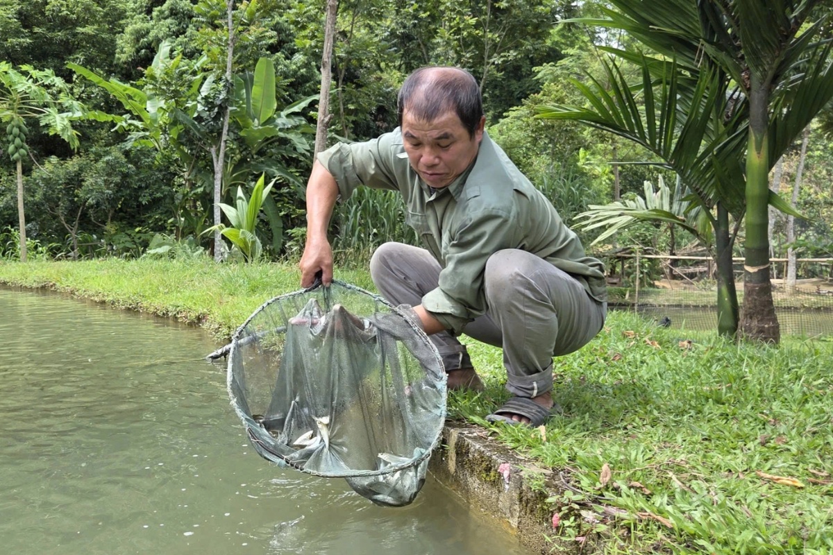 Ông Khường đã gắn bó với nghề nuôi cá Dốc 30 năm
