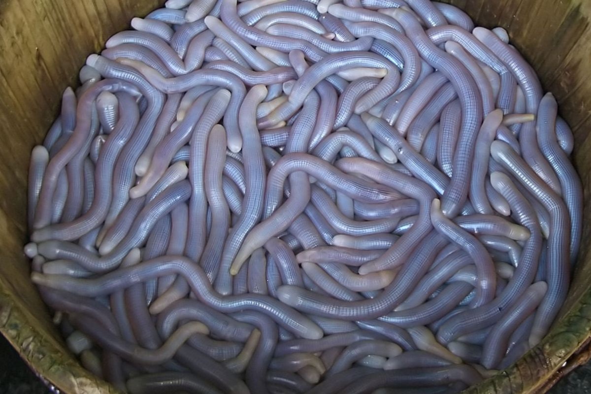 Đặc sản sá sùng Quảng Ninh