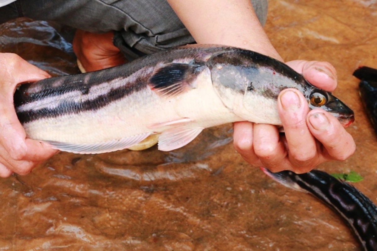 Cá lóc bông được nuôi rộng rãi trên cả nước