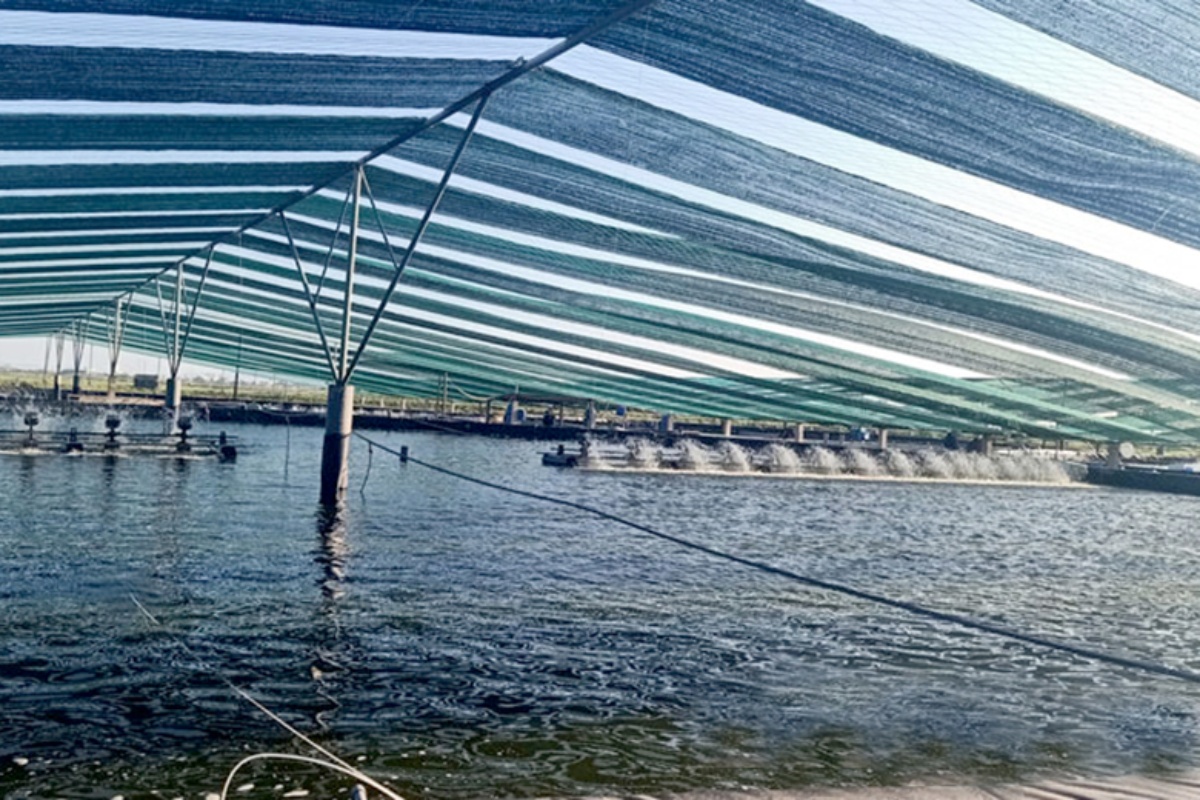 Nuôi tôm có mái che đáp ứng điều kiện nuôi tôm thâm canh 3 giai đoạn