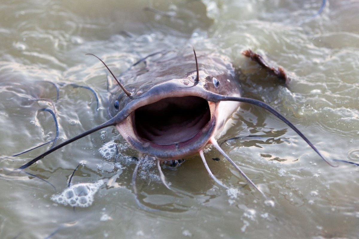 Cá ngát là đối tượng nuôi tiềm năng