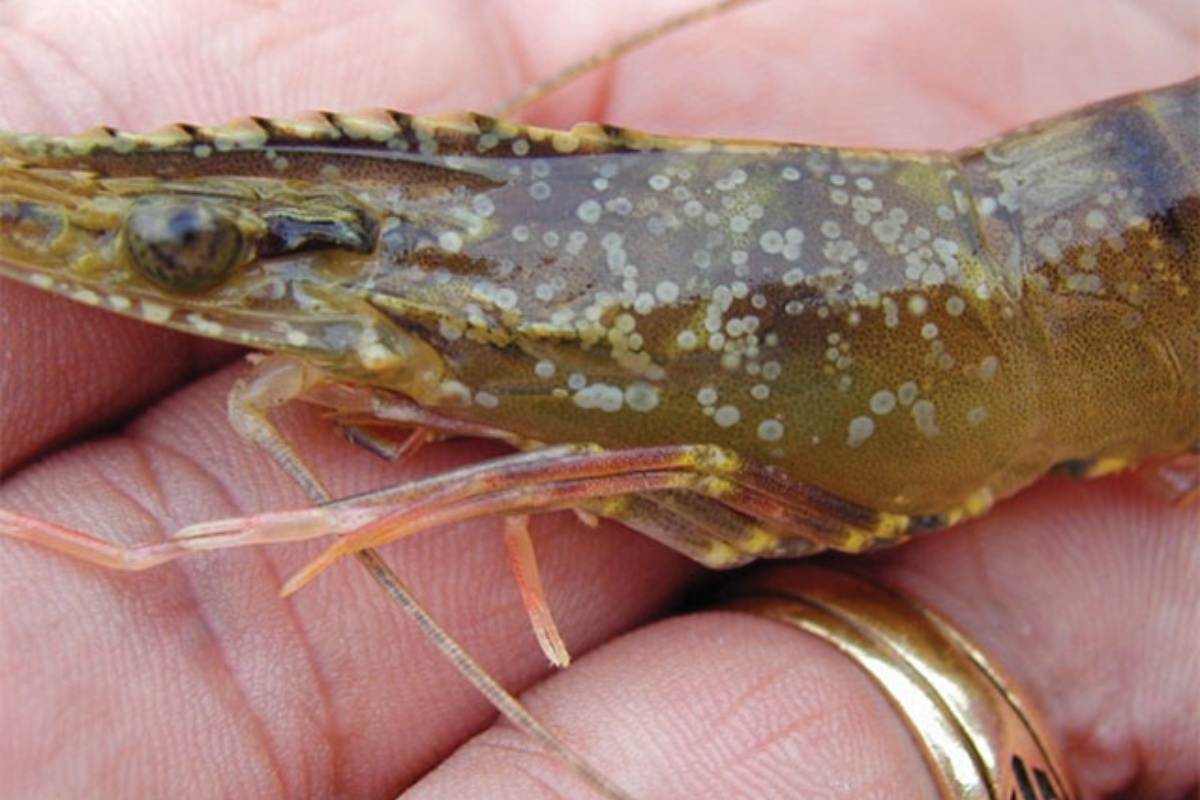 Bệnh đốm trắng trên tôm