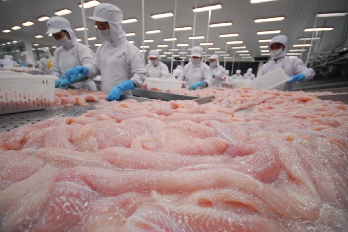 Xuất khẩu cá tra của Việt Nam 7 tháng đầu năm 2025 tăng trưởng mạnh