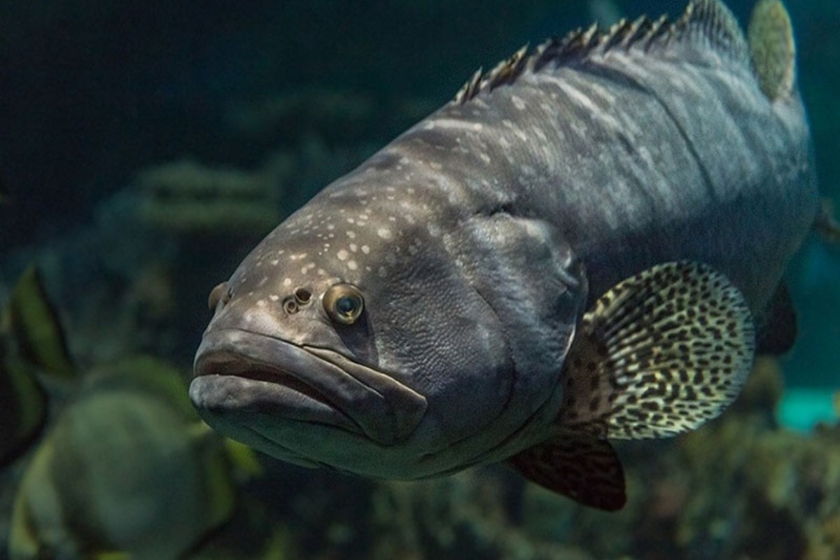 Ký sinh trùng là thứ gây thiệt hại nặng nề, dẫn cá chết hàng loạt