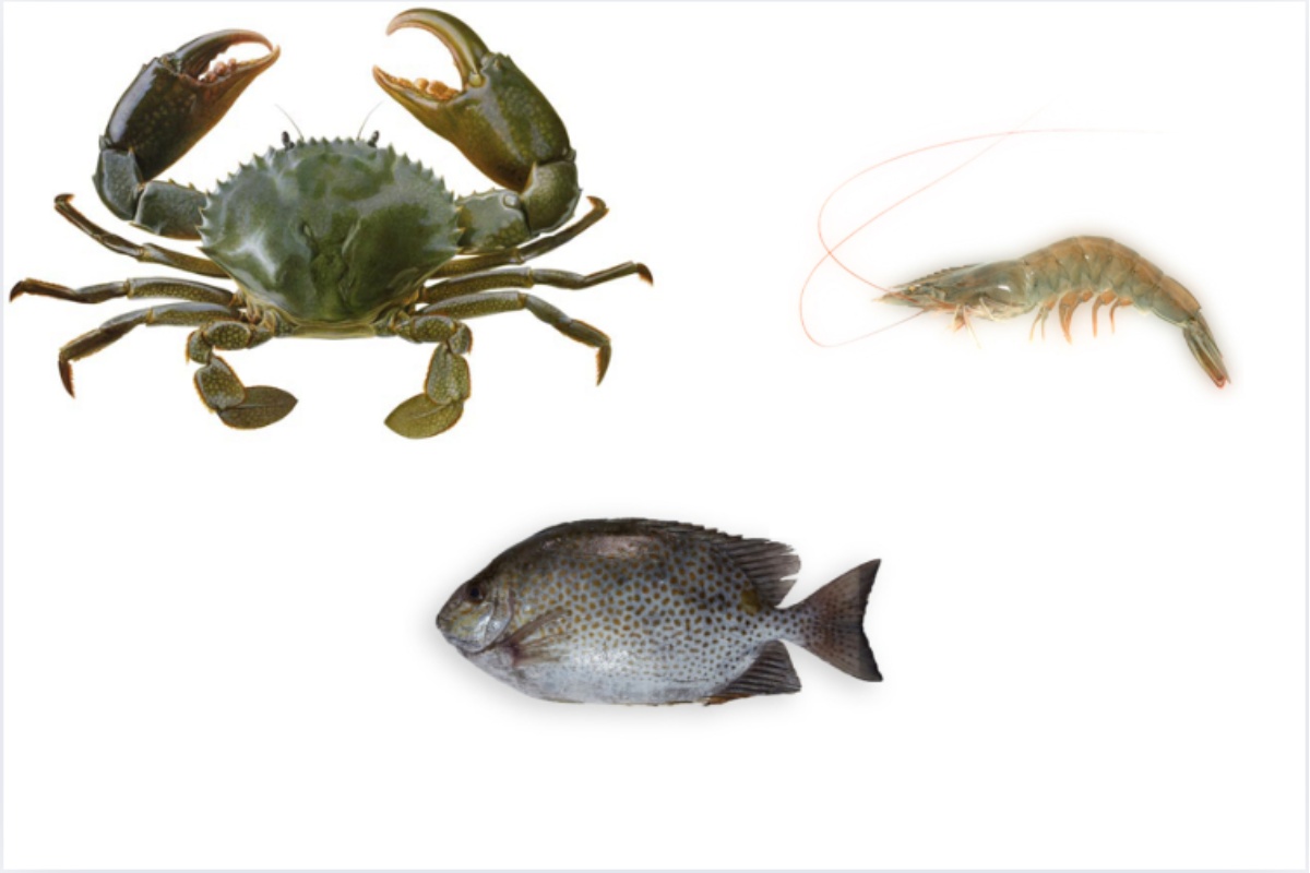 Mô hình nuôi kết hợp tôm thẻ - cua biển - cá dìa