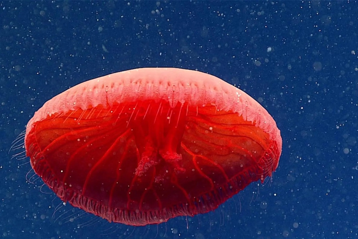 Sứa đỏ tại Việt Nam