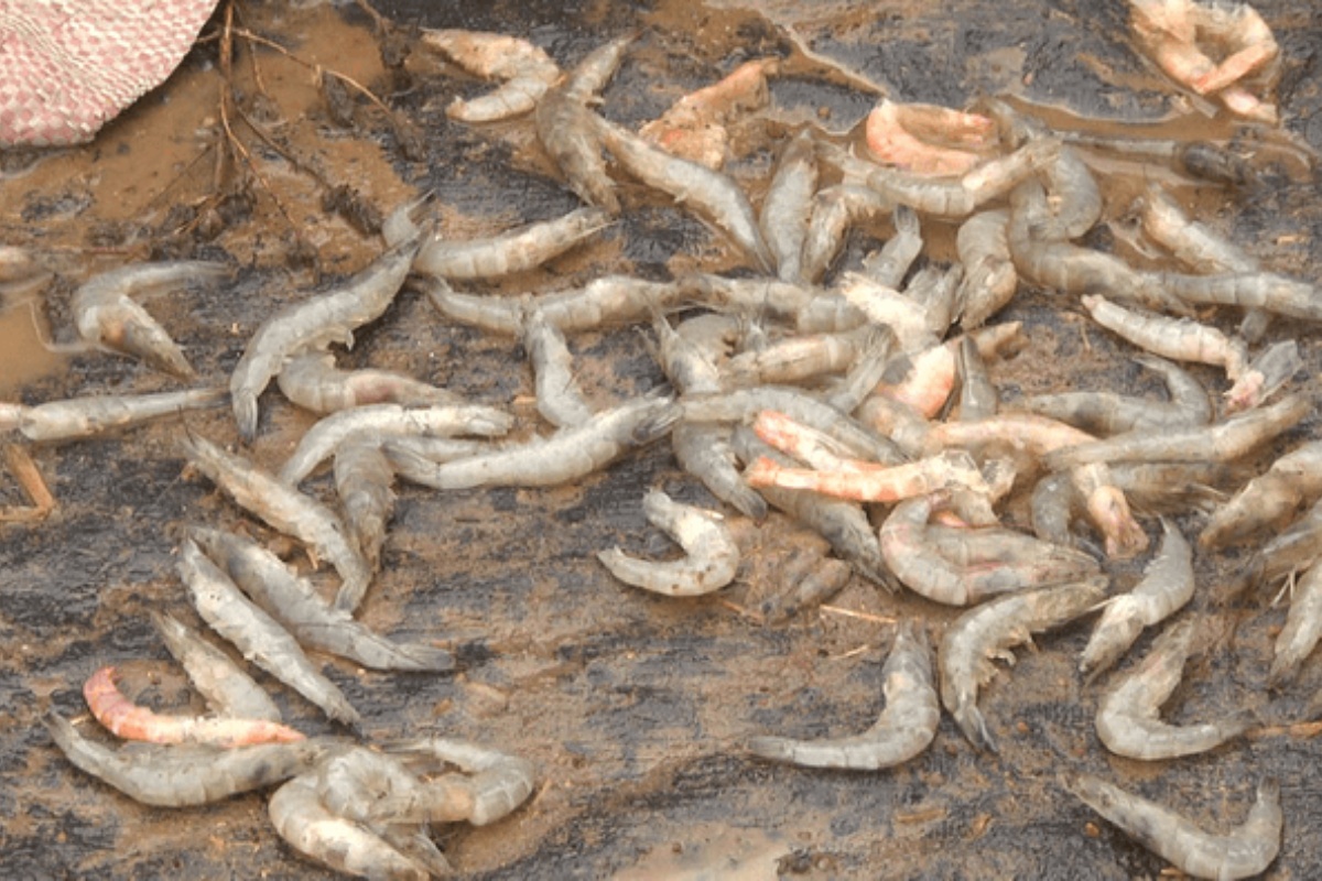 Hàng loạt tôm chết do trời lạnh đột ngột, nhiệt độ thất thường