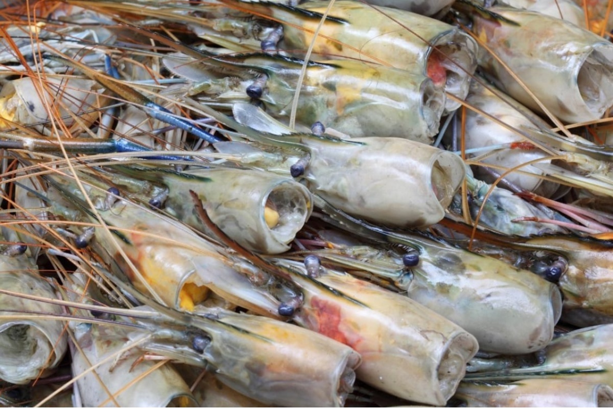 Đầu và vỏ tôm chứa chitosan