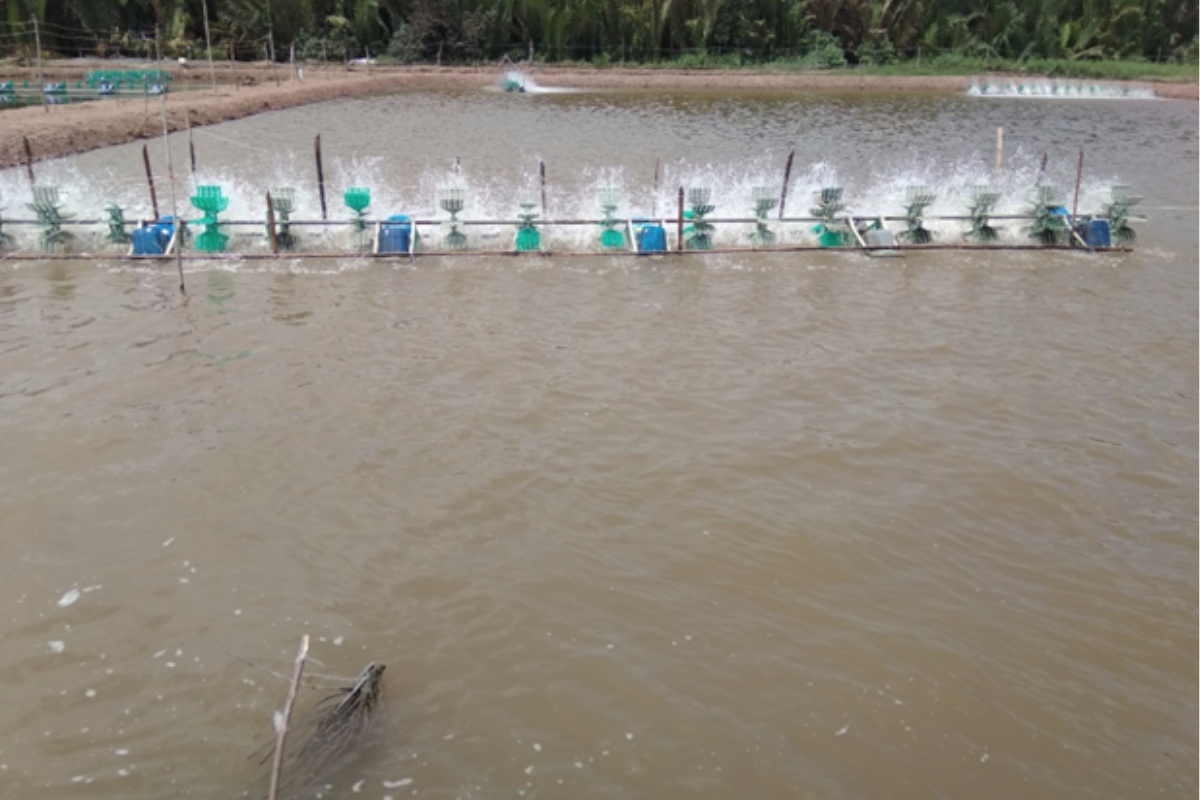 Nước ao tôm bị đục