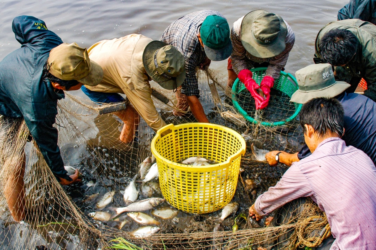 Đội quân bắt cá thát lát, đặc sản của vùng Tánh Linh, Đức Linh, Hoài Đức