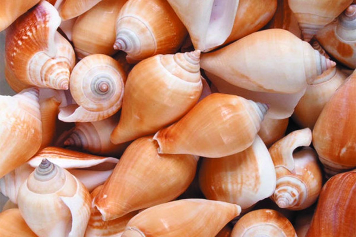 Ốc nhảy da vàng