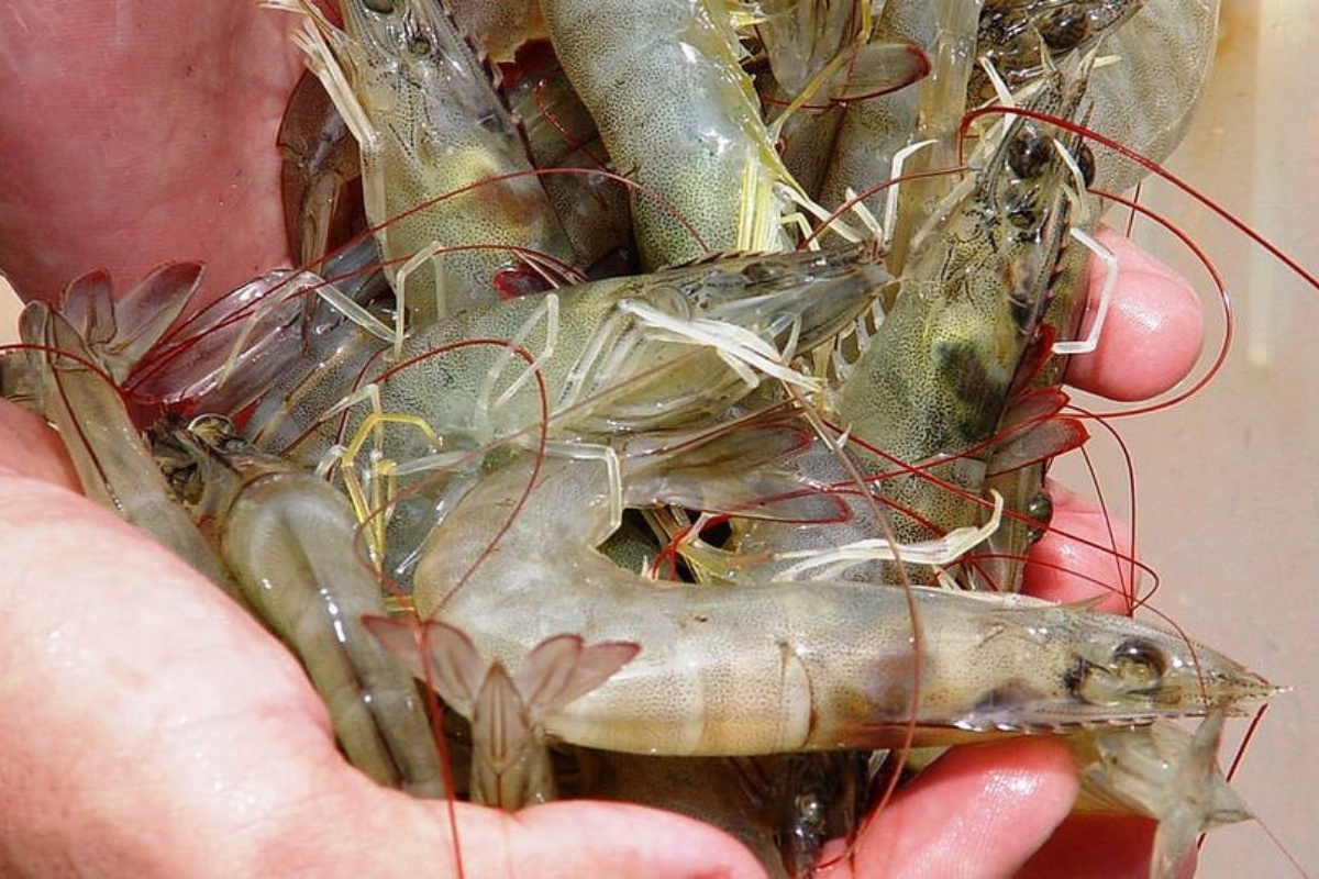 Hội chứng lỏng vỏ (LSS) là bệnh mãn tính gây thiệt hại lớn trong nuôi tôm công nghiệp