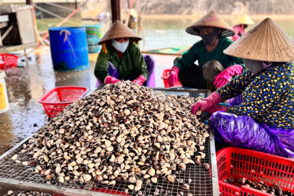 Người dân thôn Mai Lâm thu hoạch ngao