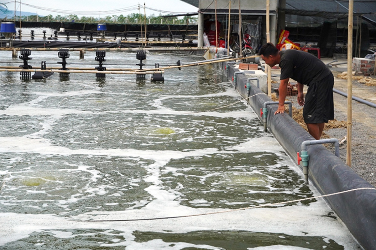 Nuôi tôm cần chuẩn bị nhiều yếu tố kỹ thuật