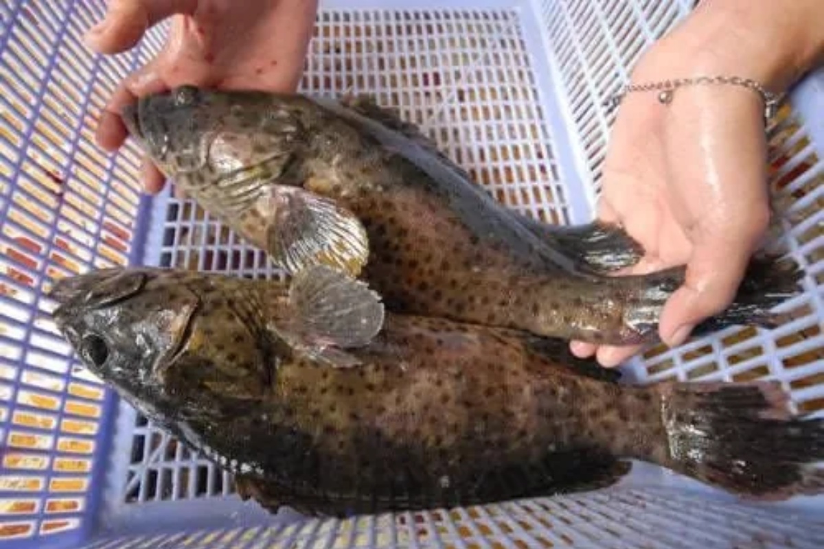 Cá mú mang tiềm năng lớn