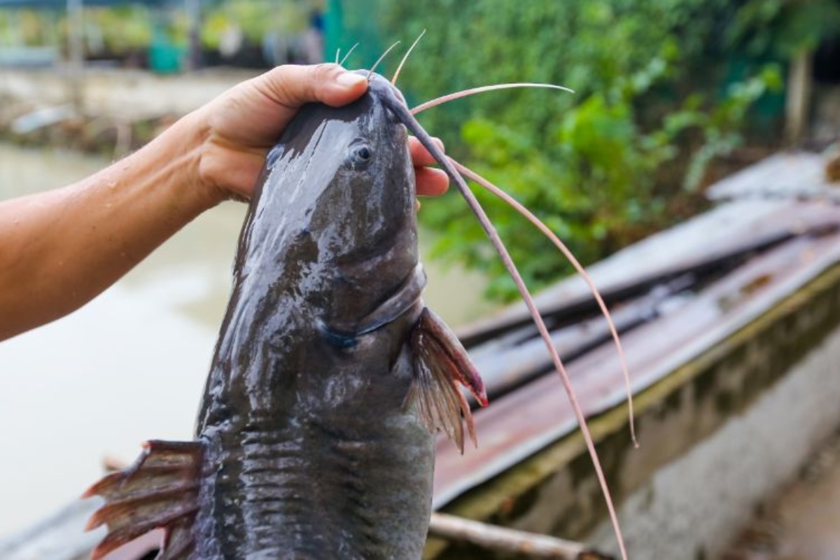 Cá lăng đuôi đỏ trên sông Sêrêpốk