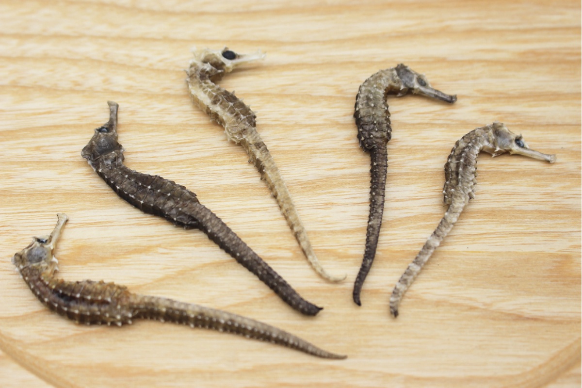 Từ lâu cá ngựa đã được xem là 1 bài thuốc quý