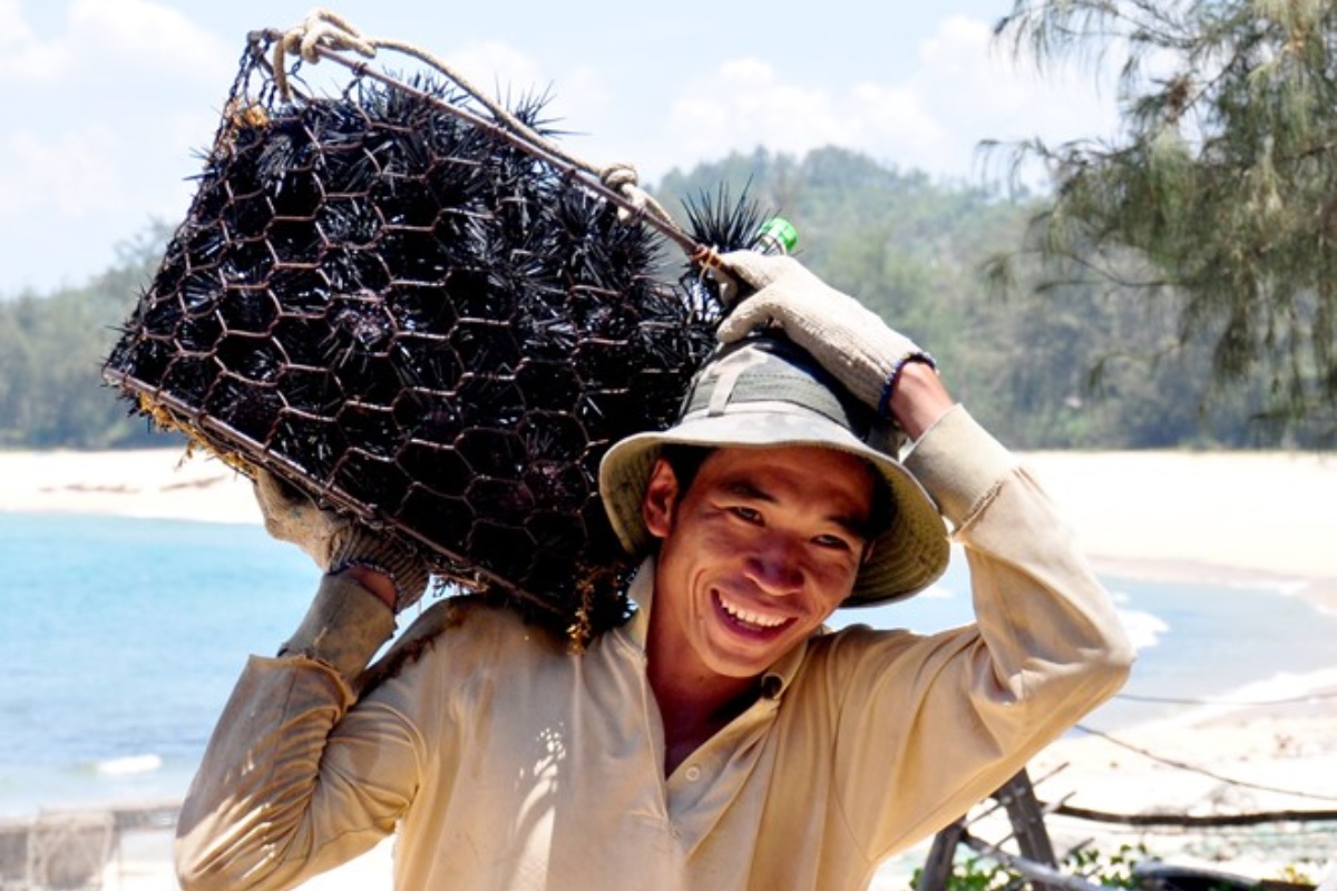 Ngành nuôi nhum biển đang phát triển nhanh tại Việt Nam