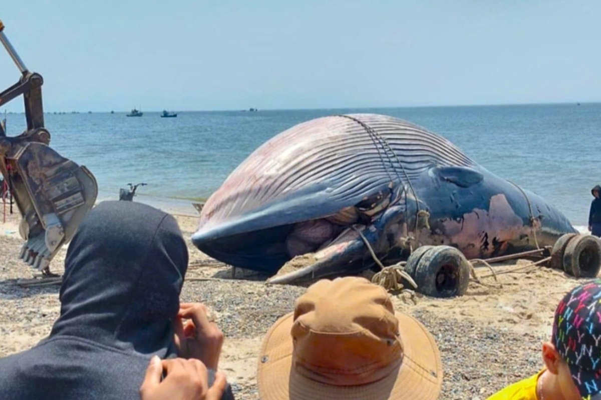 Cá voi khổng lồ được ngư dân Liên Hương kéo vào bờ