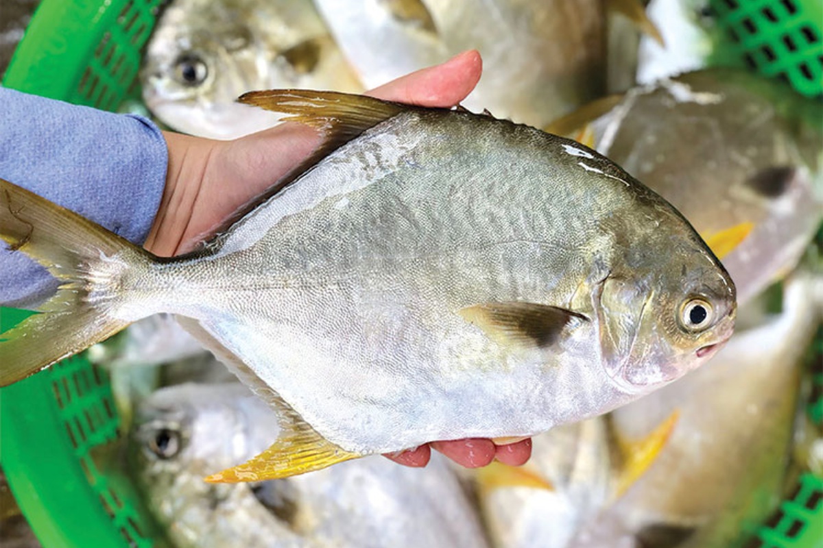 Cá chim vây vàng là 1 loài thuỷ sản phổ biến tại Việt Nam