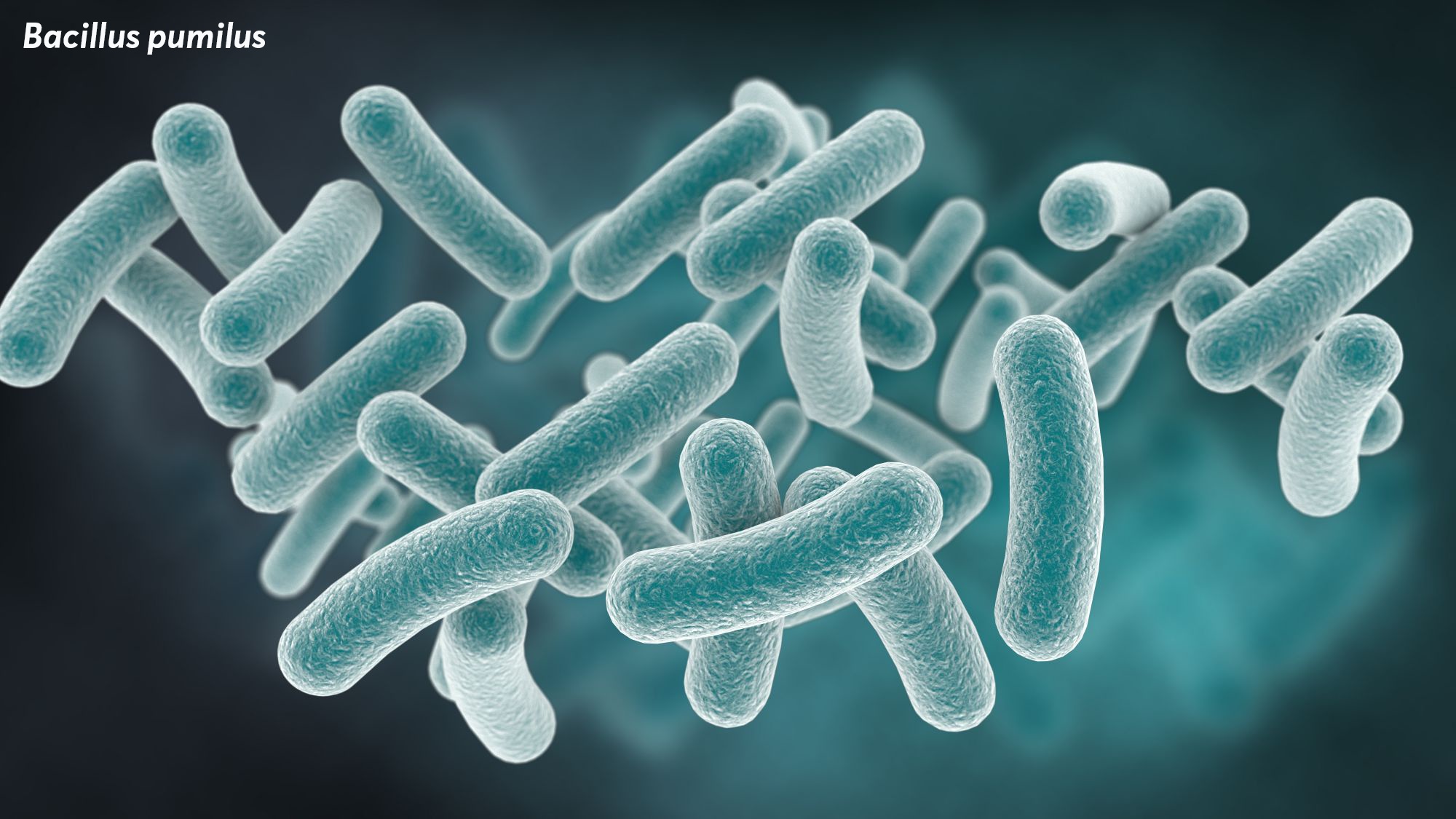 Hệ tiêu hóa tôm tụy đơn giản nhưng cũng chứa nhiều enzyme phân giải