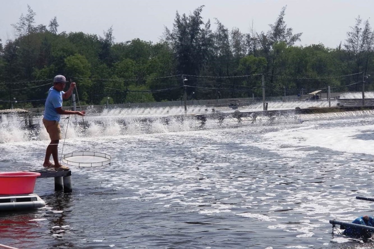 Nông dân cần sử dụng BKC đúng mục đích theo hướng dẫn để hạn chế rủi ro cho sản phẩm tôm Việt Nam