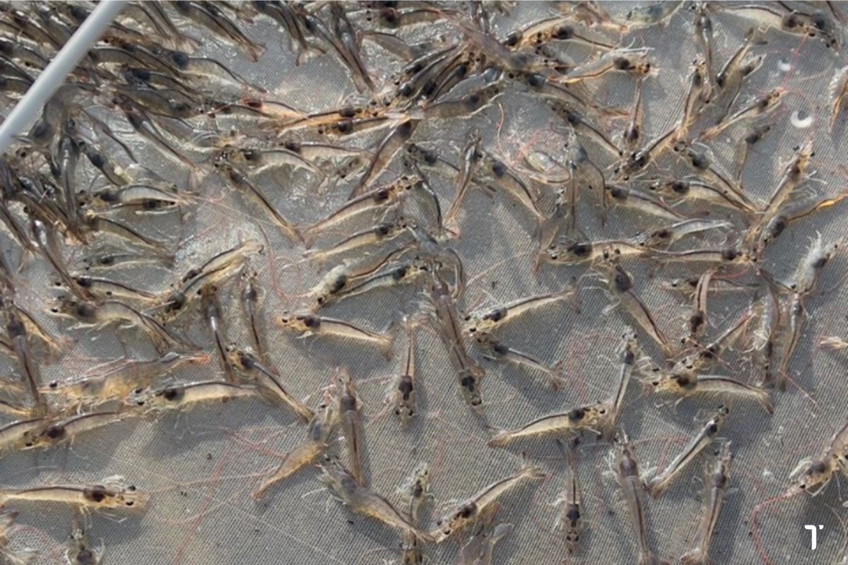 Tôm thích nghi với môi trường sống để sinh trưởng và phát triển