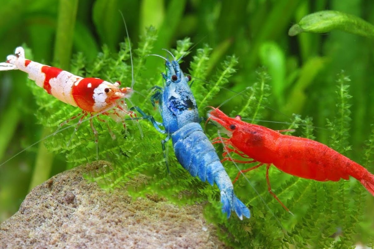 Một đàn tép cảnh có màu sắc rực rỡ, tự nhiên luôn là niềm tự hào của người chơi thủy sinh