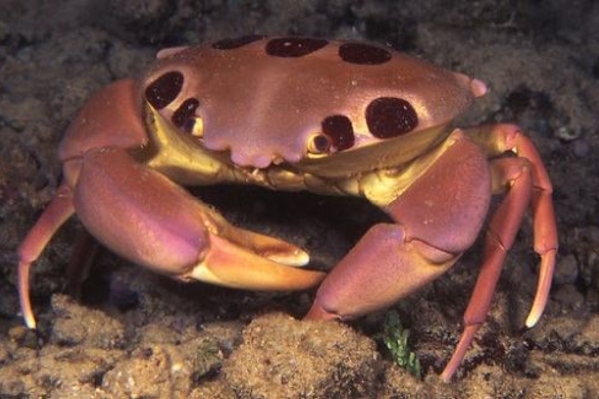 Cua mặt trăng tại Việt Nam