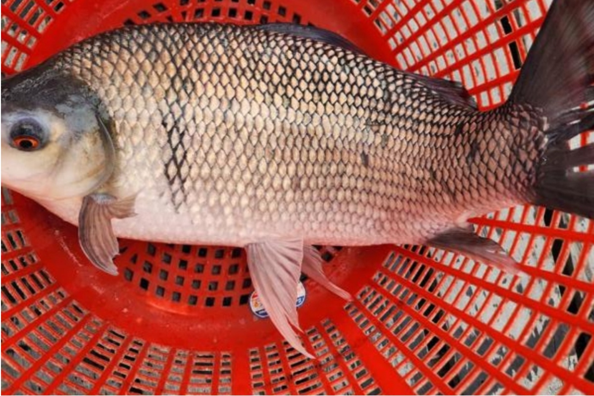 Cá mè hôi thương phẩm, sản phẩm mang lại giá trị kinh tế bền vững