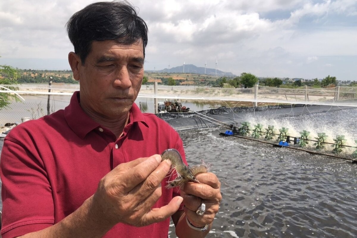 Nông dân Võ Văn Sơn bên đìa tôm xã Phước Dinh, tỉnh Khánh Hòa