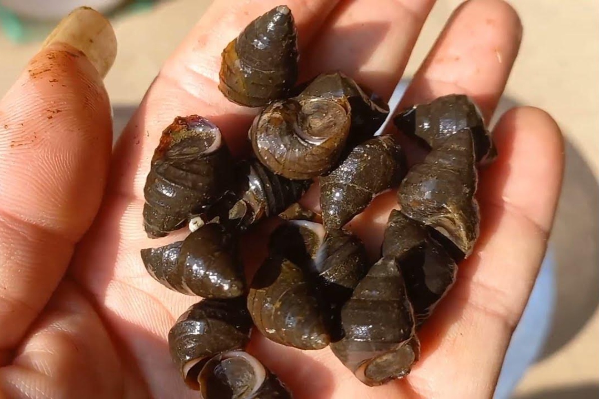 Ốc vặn là 1 loài nuôi mới nổi tại Việt Nam