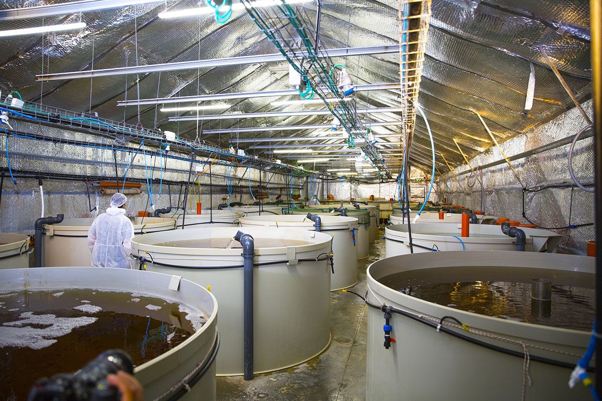 Hệ thống nuôi tôm trong nhà ISPS (Indoor Shrimp Production System)