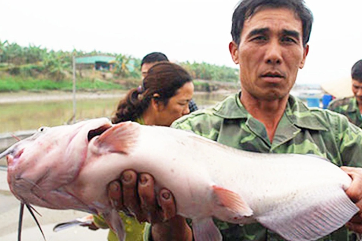 Cá nheo Mỹ thương phẩm đang dần trở thành sản phẩm mang tính chiến lược